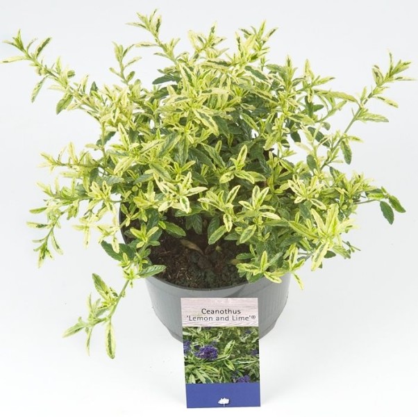 Leenders Plants BV - Ceanothus 'Lemon and Lime'