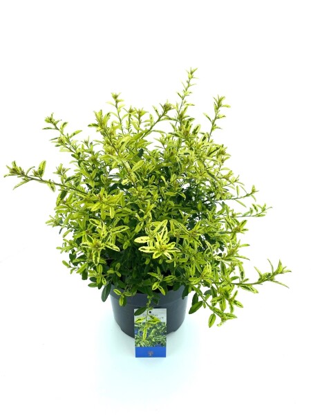 Leenders Plants BV - Ceanothus 'Lemon and Lime'